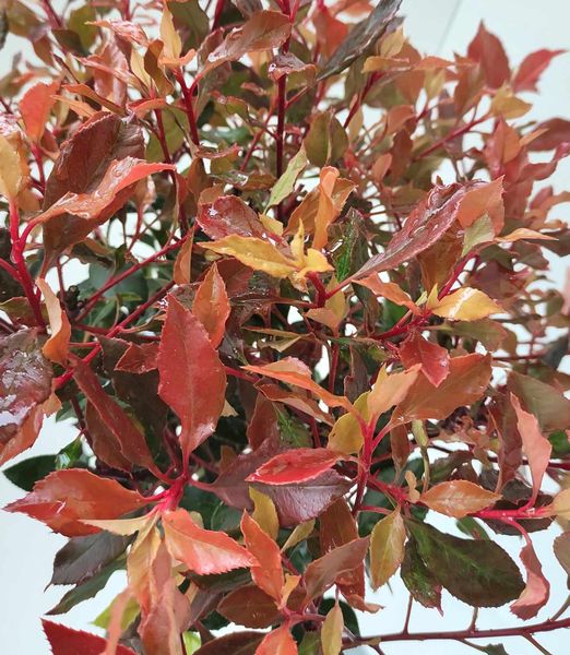 Photinia fraseri 'Chico' na kmeni 100cm